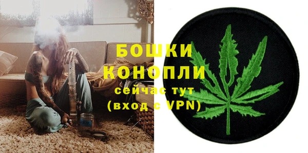 прущие грибы Новозыбков